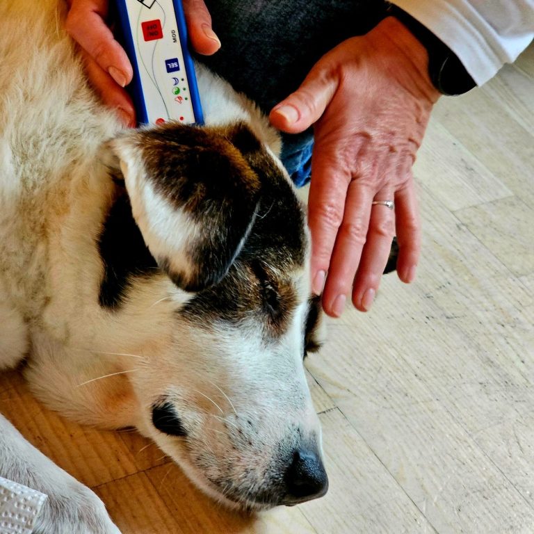 Hier sieht man wie die Tierheilpraktikerin Juliane Merkler von der Tierheilpraxis akupunktierchen einen Hund mittels Akupunktur entspannt