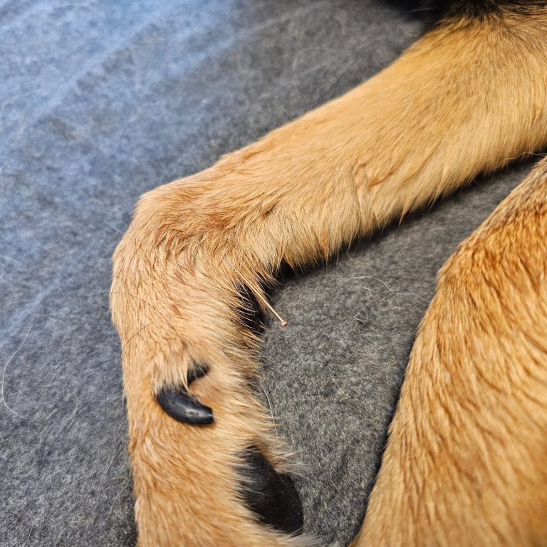 Hier sieht man eine Kupferakupunkturnadel in einer Vorderpfote von der Tierheilpraxis akupunktierchen - Juliane Merkler  