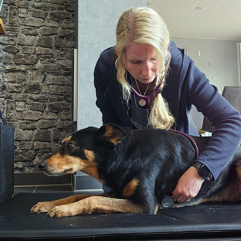 Hier sieht man die Auskultation (Abhören der Körpergeräusche mittels Stethoskop) eines Hundes von Juliane Merkler von akupunktierchen