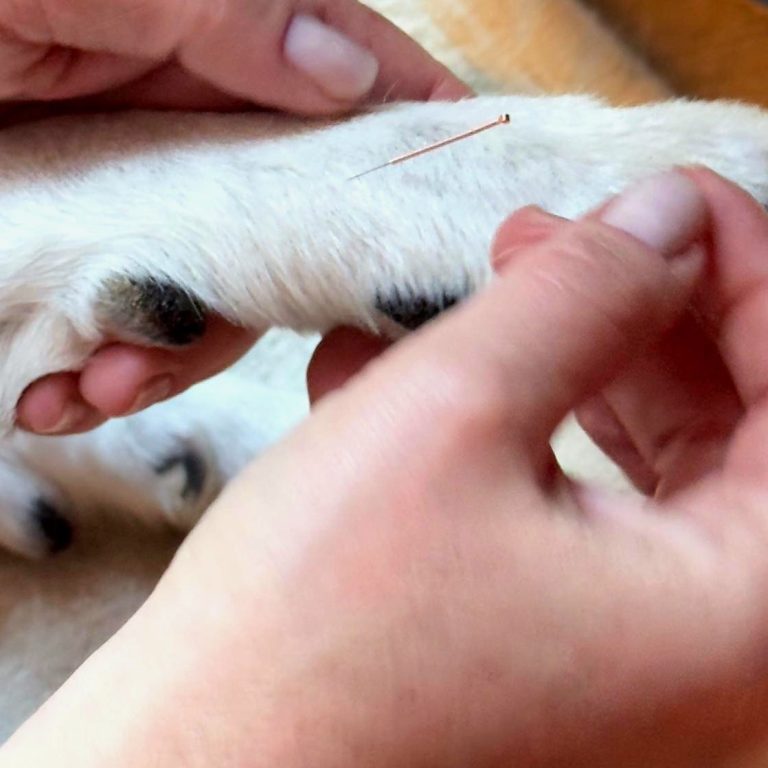 Hier sieht man eine Akupunkturnadel in einer Hundepfote bei der Behandlung durch die Tierheilpraxis akupunktierchen  Juliane Merkler 